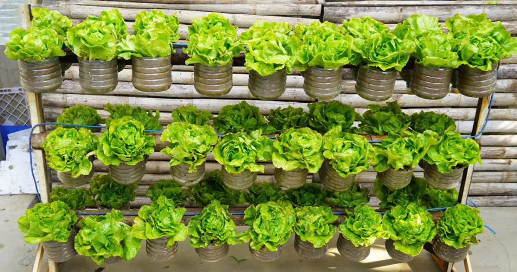 Transform Your Rooftop into a Lush Lettuce Paradise with These Genius Farming Hacks: Rooftop Lettuce Farming Ideas