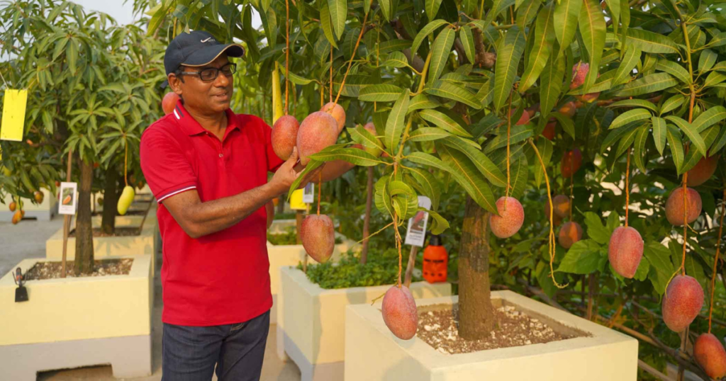 Rooftop Mango Farming Ideas:Transform Your Rooftop into a Mango Paradise with These Expert Tips!