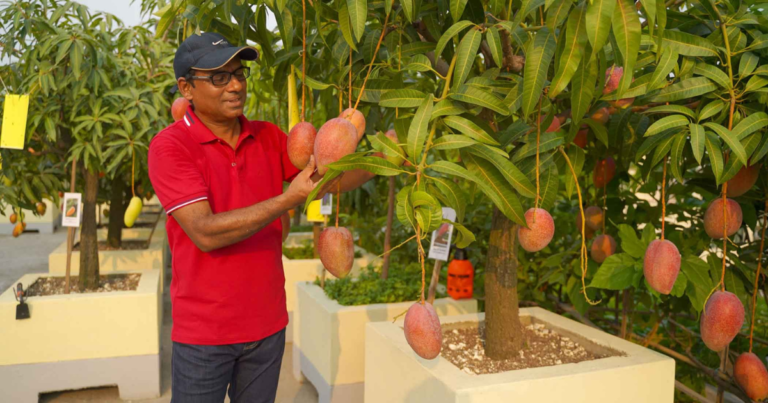 Rooftop Mango Farming Ideas:Transform Your Rooftop into a Mango Paradise with These Expert Tips!