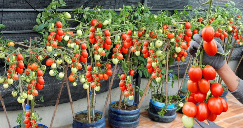 The Surprising Trick to Growing Tons of Tomatoes on Your Rooftop: 5 Best Rooftop Tomato Farming Ideas