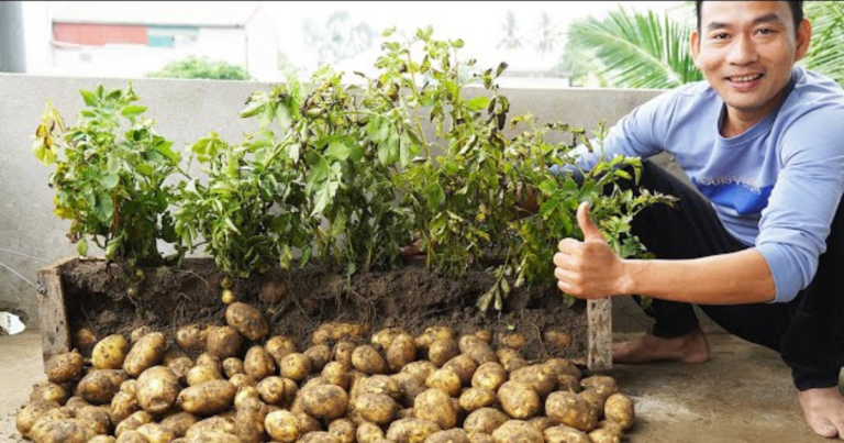 Grow Potatoes Like a Pro on Your Rooftop: Rooftop Potato Farming Ideas