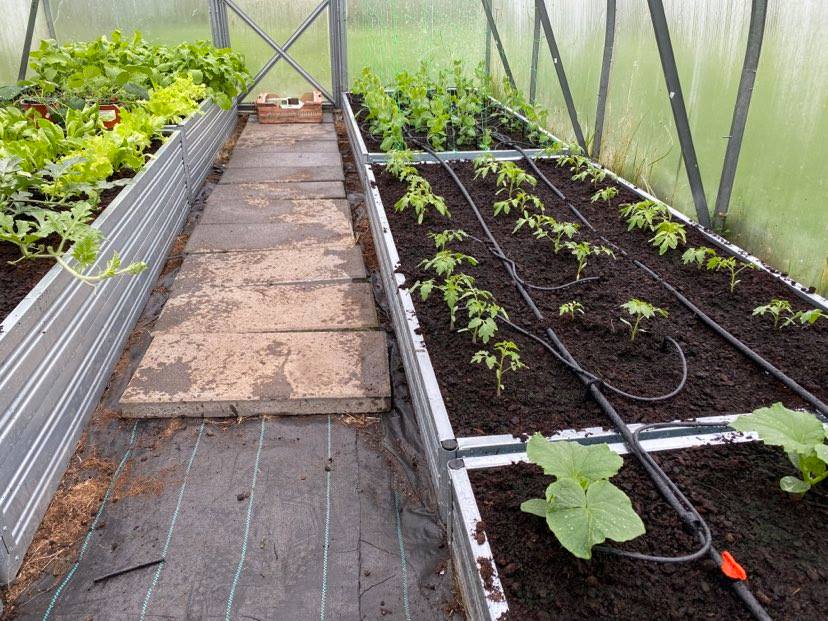 The Surprising Trick to Growing Tons of Tomatoes on Your Rooftop: 5 Best Rooftop Tomato Farming Ideas