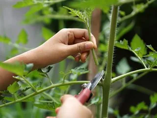 The Surprising Trick to Growing Tons of Tomatoes on Your Rooftop: 5 Best Rooftop Tomato Farming Ideas