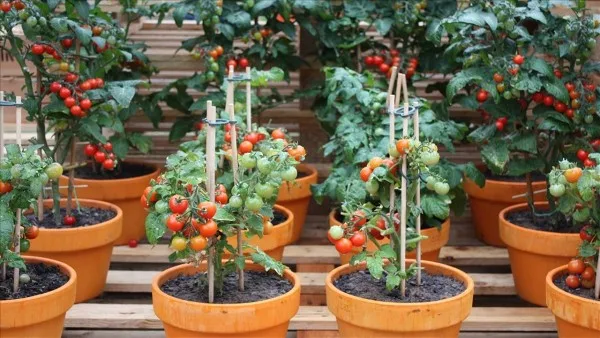 The Surprising Trick to Growing Tons of Tomatoes on Your Rooftop: 5 Best Rooftop Tomato Farming Ideas