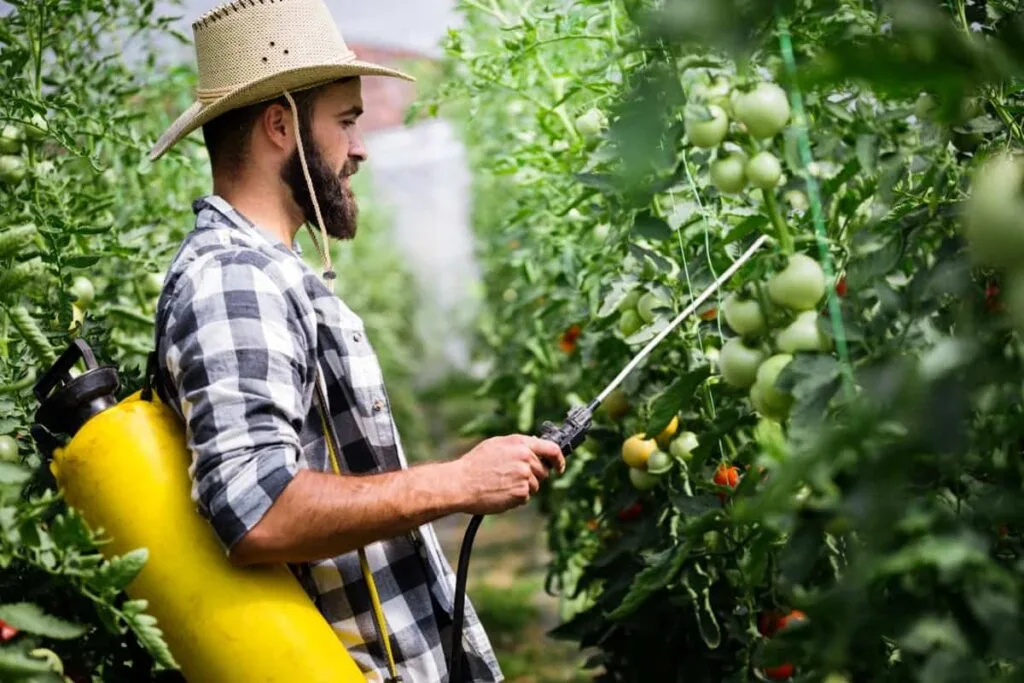 The Surprising Trick to Growing Tons of Tomatoes on Your Rooftop: 5 Best Rooftop Tomato Farming Ideas