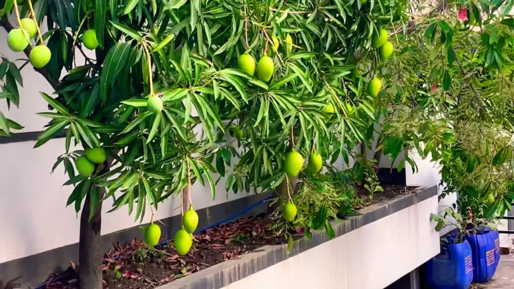 Rooftop Mango Farming Ideas:Transform Your Rooftop into a Mango Paradise with These Expert Tips!