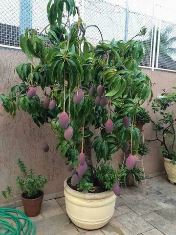 Rooftop Mango Farming Ideas:Transform Your Rooftop into a Mango Paradise with These Expert Tips!