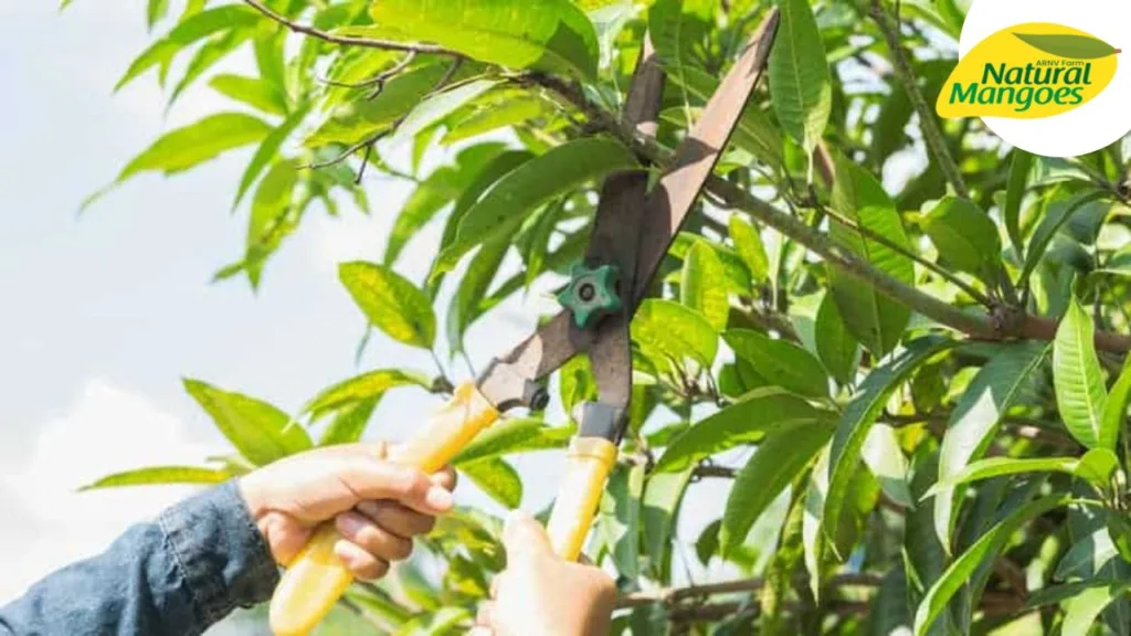 Rooftop Mango Farming Ideas:Transform Your Rooftop into a Mango Paradise with These Expert Tips!