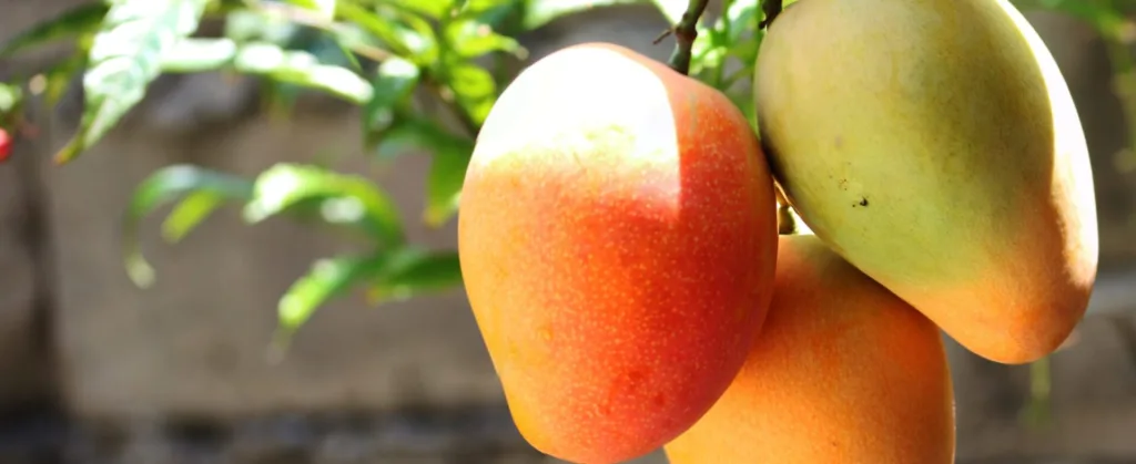 Rooftop Mango Farming Ideas:Transform Your Rooftop into a Mango Paradise with These Expert Tips!