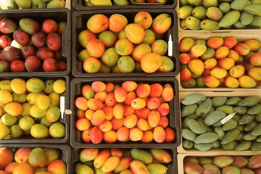 Rooftop Mango Farming Ideas:Transform Your Rooftop into a Mango Paradise with These Expert Tips!